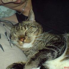 Huskat Helios R.I.P ! <3