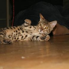 Bengal               Anubis