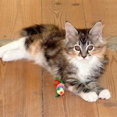 Maine Coon Chili