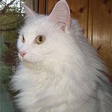 Maine Coon Karismas Our White Rose