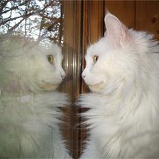 Maine Coon Karismas Our White Rose