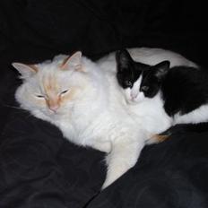 Blanding af racer Molly