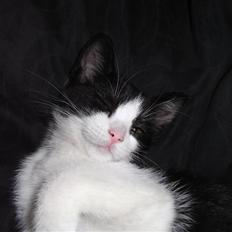 Blanding af racer Molly