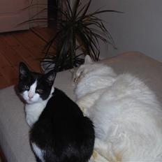 Blanding af racer Molly