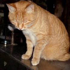 Huskat Zakie *R.I.P.*