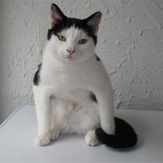 Blanding af racer Hermann