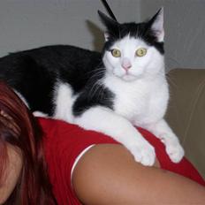 Blanding af racer Hermann