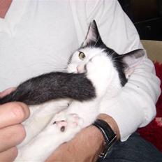 Blanding af racer Hermann