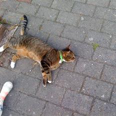 Blanding af racer Tiger