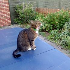 Blanding af racer Tiger