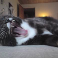 Huskat Tanne