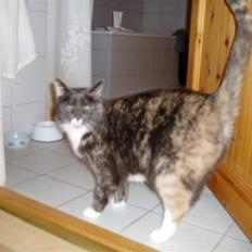 Huskat Tanne