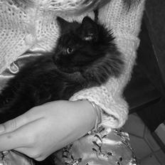 Blanding af racer Pjuske