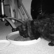 Blanding af racer Pjuske