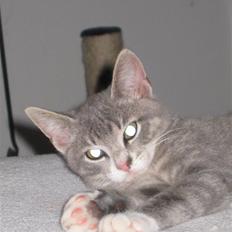 Blanding af racer Lillemis