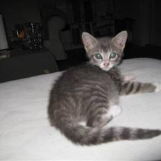 Blanding af racer Lillemis