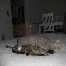 Blanding af racer Lillemis