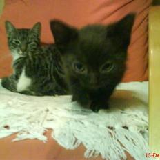 Huskat ferrai (venindes)