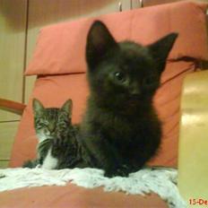 Huskat ferrai (venindes)