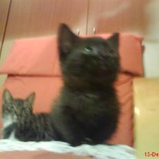 Huskat ferrai (venindes)