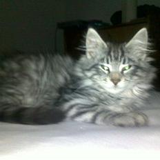 Norsk Skovkat CH DK Kejserhedens Junior