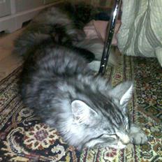 Norsk Skovkat CH DK Kejserhedens Junior