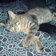 Blanding af racer Futte ^solgt^