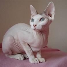 Sphynx My Precious (Perle)