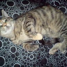 Blanding af racer Futteline ^solgt^