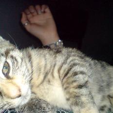 Blanding af racer Futteline ^solgt^