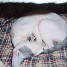 Sphynx Cruella de vil