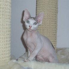 Sphynx My Precious (Perle)