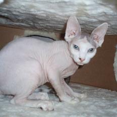 Sphynx My Precious (Perle)
