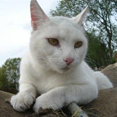 Blanding af racer Ingolf