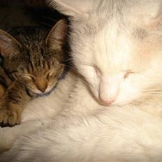 Blanding af racer Ingolf