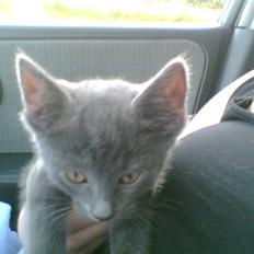 Blanding af racer Nicoline R.I.P