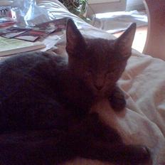 Blanding af racer Nicoline R.I.P