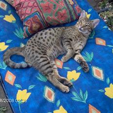 Ocicat Sea Coon`s Twister