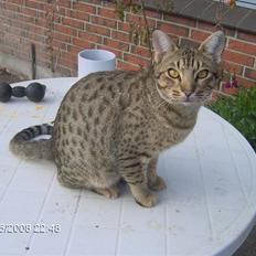 Ocicat Sea Coon`s Twister