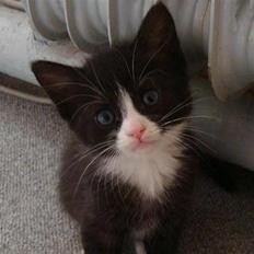 Blanding af racer Maddie