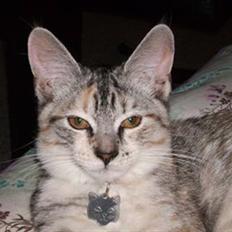 Blanding af racer Bertha