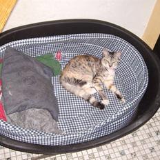 Blanding af racer Bertha