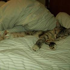 Blanding af racer Bertha