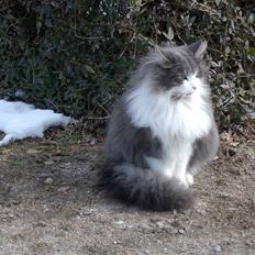 Norsk Skovkat buller