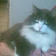 Norsk Skovkat buller