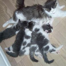 Norsk Skovkat buller