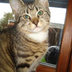 Blanding af racer Lille mis.!. VÆK!. 