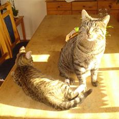 Blanding af racer Lille mis.!. VÆK!. 