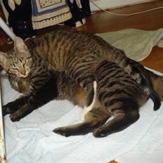 Blanding af racer Lille mis.!. VÆK!. 