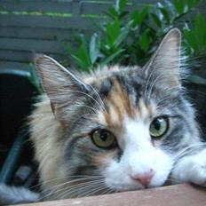 Norsk Skovkat Cayica's Miakoda Adahy